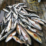 louisiana-charter-fishing