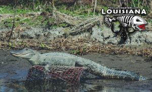 louisiana-fishing-reports-2-13-17b