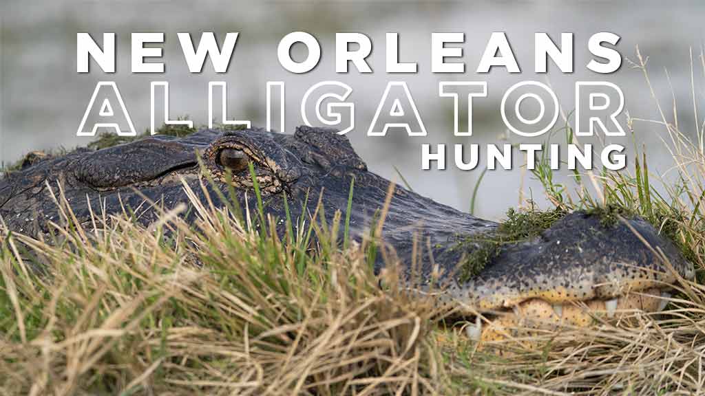 New Orleans Alligator Hunting Trips